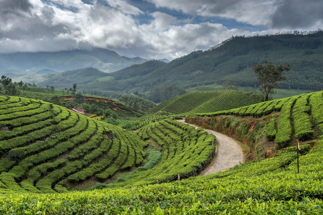 Munnar, India